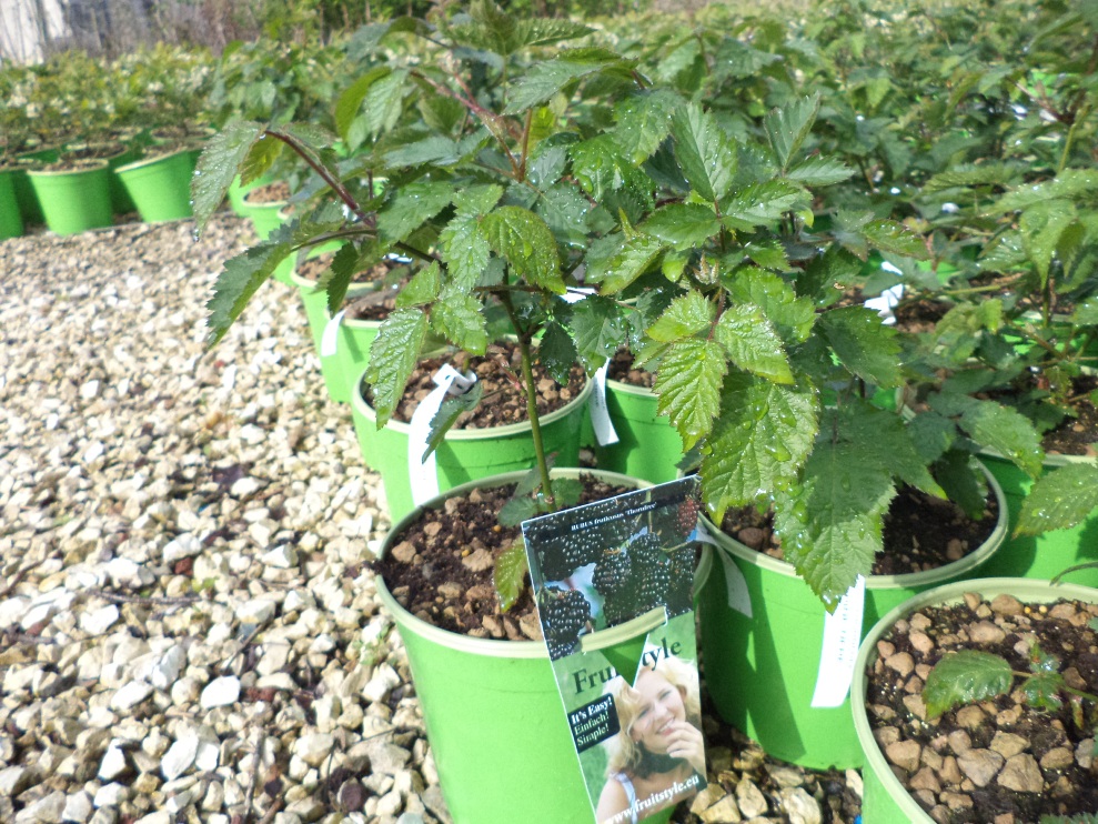 RUBUS NERO 042015